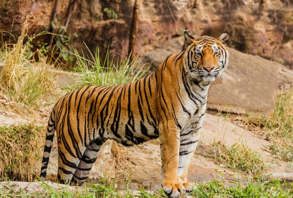 Российские ученые завершили учет амурских тигров