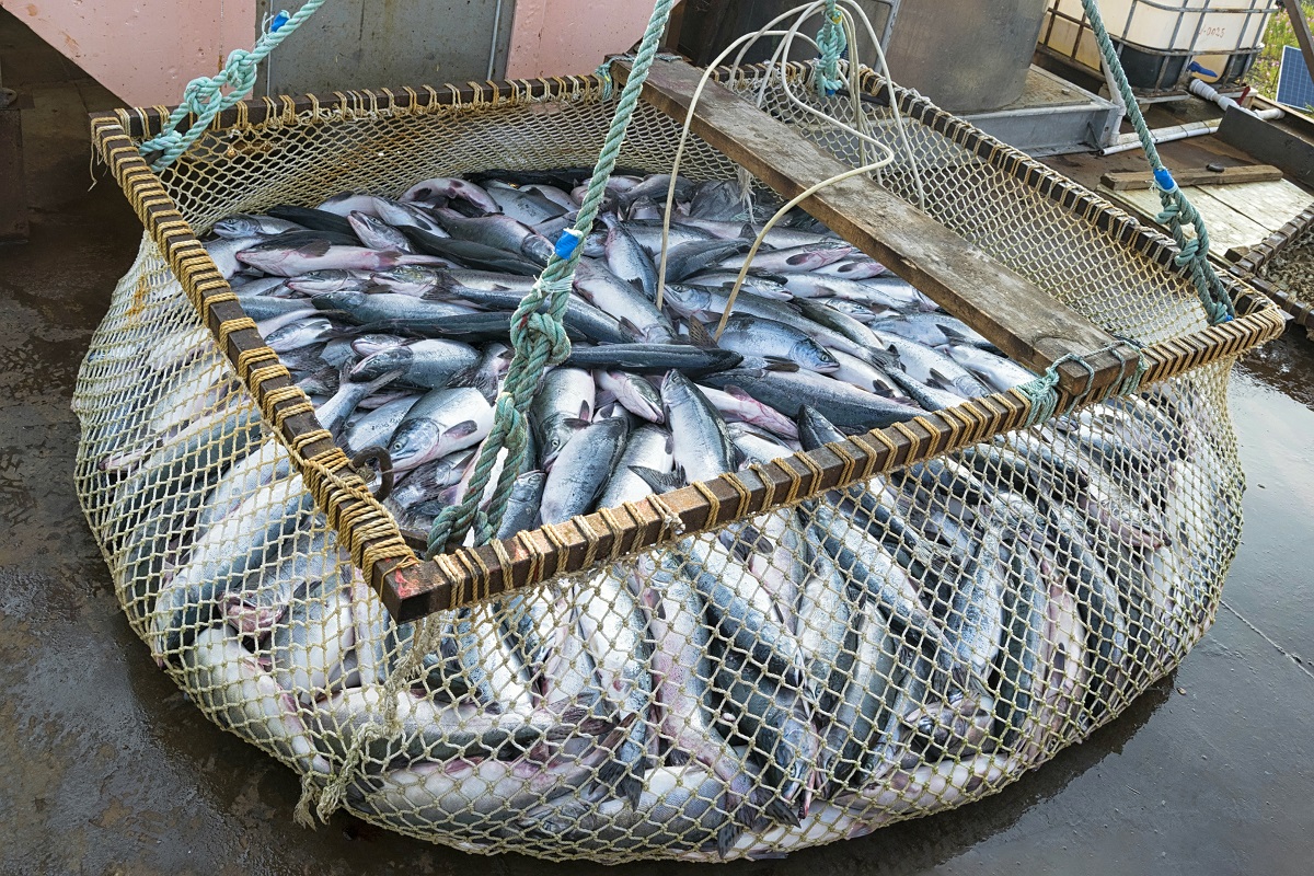 С 3 февраля изменился порядок оформления электронных ВСД для рыбодобытчиков