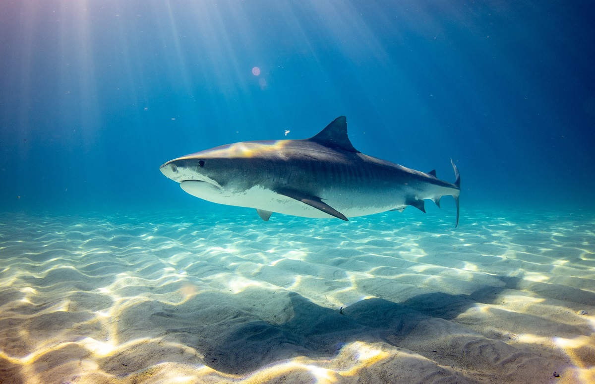 В США собираются запретить торговлю акульими плавниками