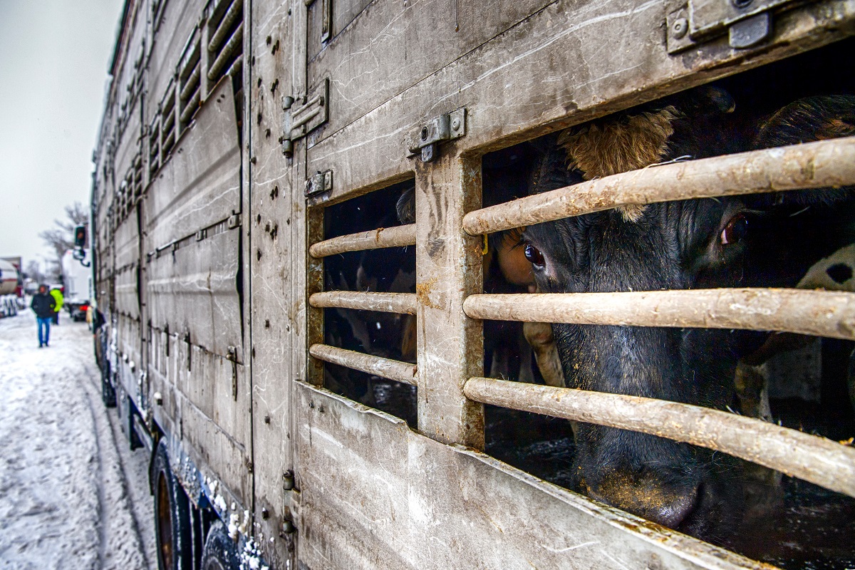 Пять стран ЕС требуют ужесточить законодательство о перевозке животных