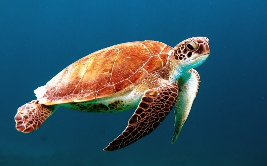 На Хэмптон-Роудс на рыболовные крючки попалось рекордное количество морских черепах