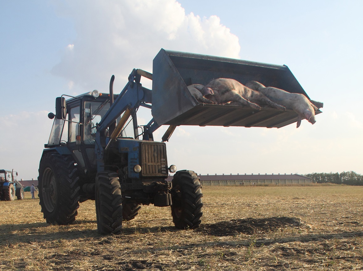 «Мираторг» сообщил о сроках уничтожения свиней из-за АЧС в Орловской области