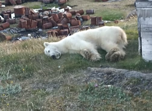 Для спасения белого медведя с застрявшей банкой сгущенки вылетел главный ветврач Московского зоопарка
