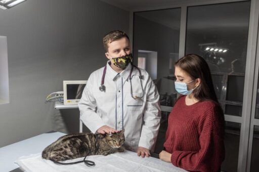 В ДГТУ назвали специальности ветеринарной интернатуры, которую откроют в 2024 году
