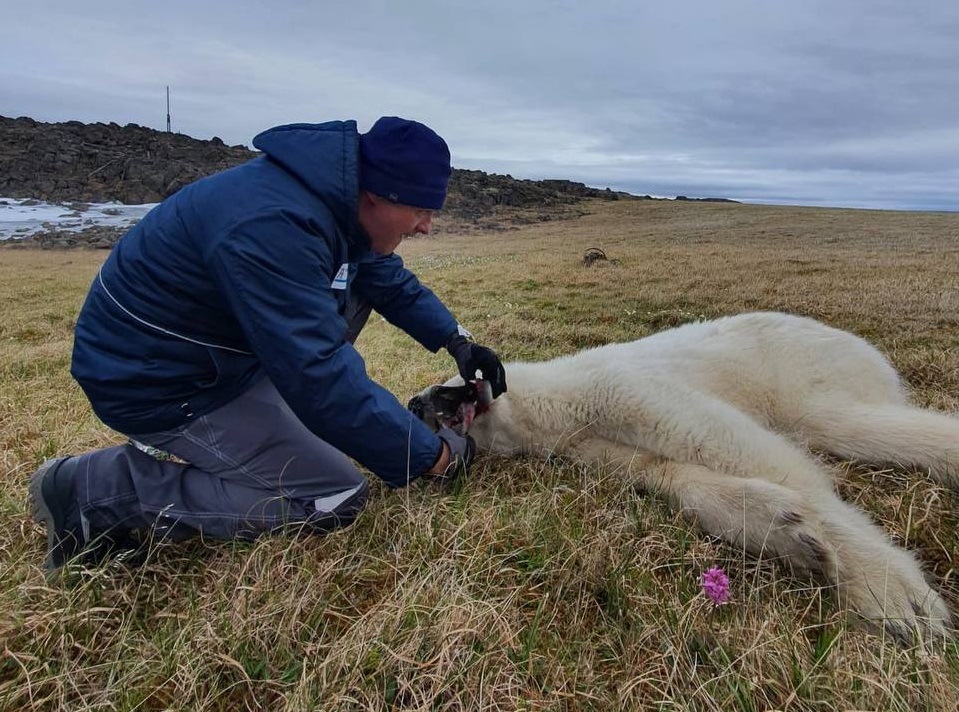 Росприроднадзор сообщил об успешном спасении белого медведя