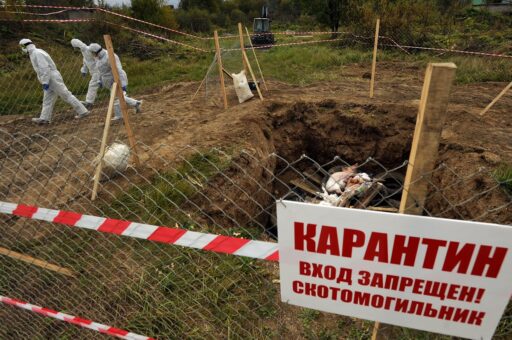 Количество очагов АЧС в России с начала года достигло 34