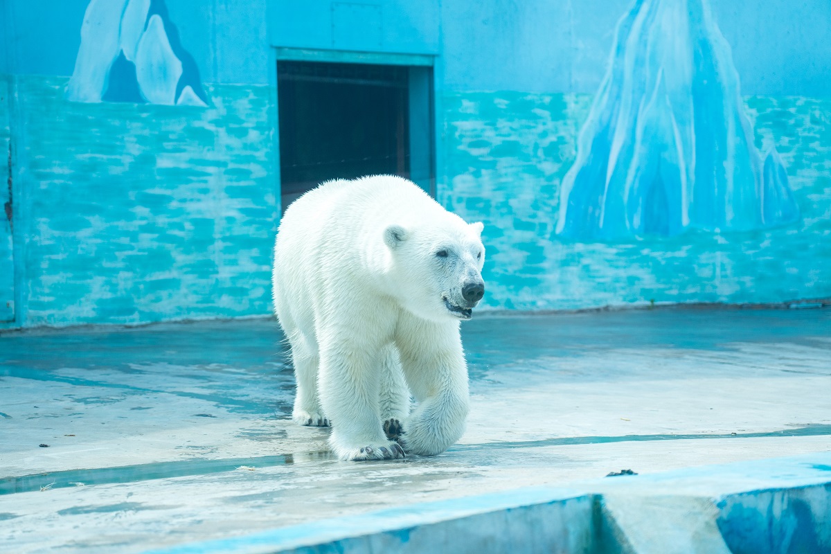 Раненого белого медведя обследовали в Московском зоопарке