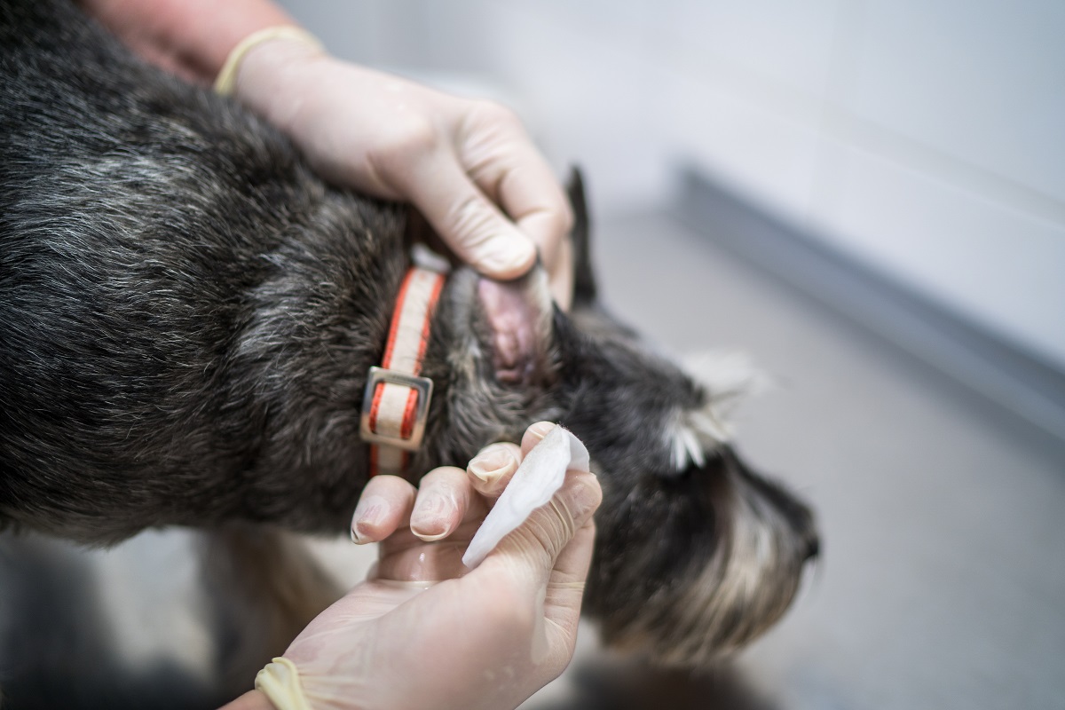 Более 360 пунктов бесплатной вакцинации животных от бешенства будут работать осенью в Москве