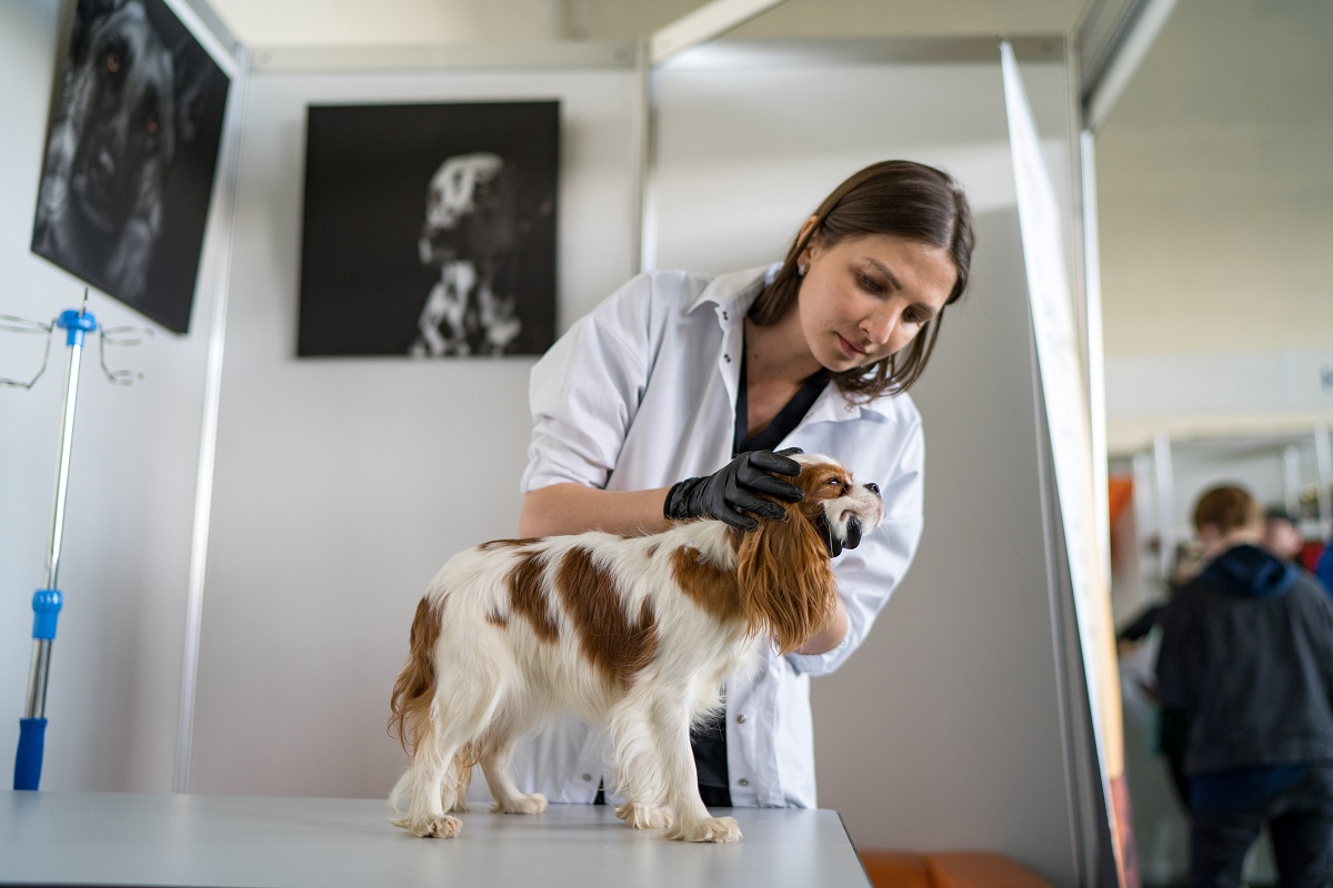 Как укрепить иммунитет собаки и подготовить питомца к весне