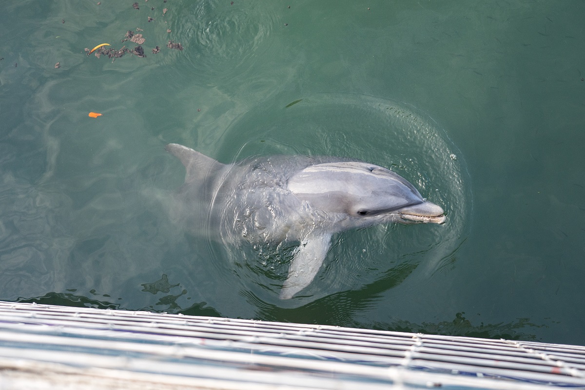 Вылов дельфинов для шоу запретят с марта следующего года