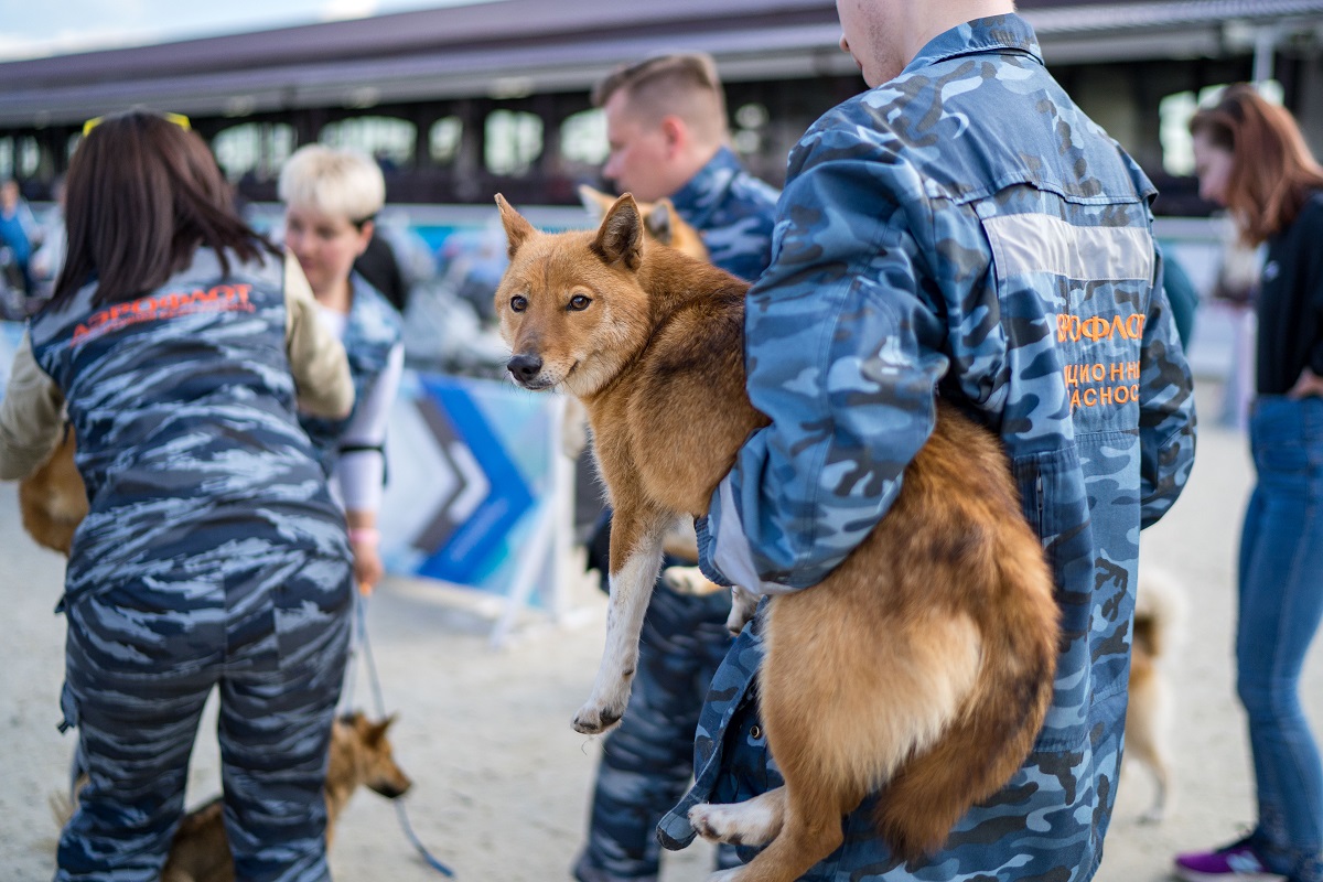 На Ямале зоозащитники организовали сбор гуманитарной помощи для служебных собак, задействованных в СВО