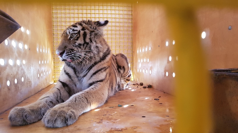 Амурскую тигрицу «Аэрофлот» перевез из Приморья в Москву