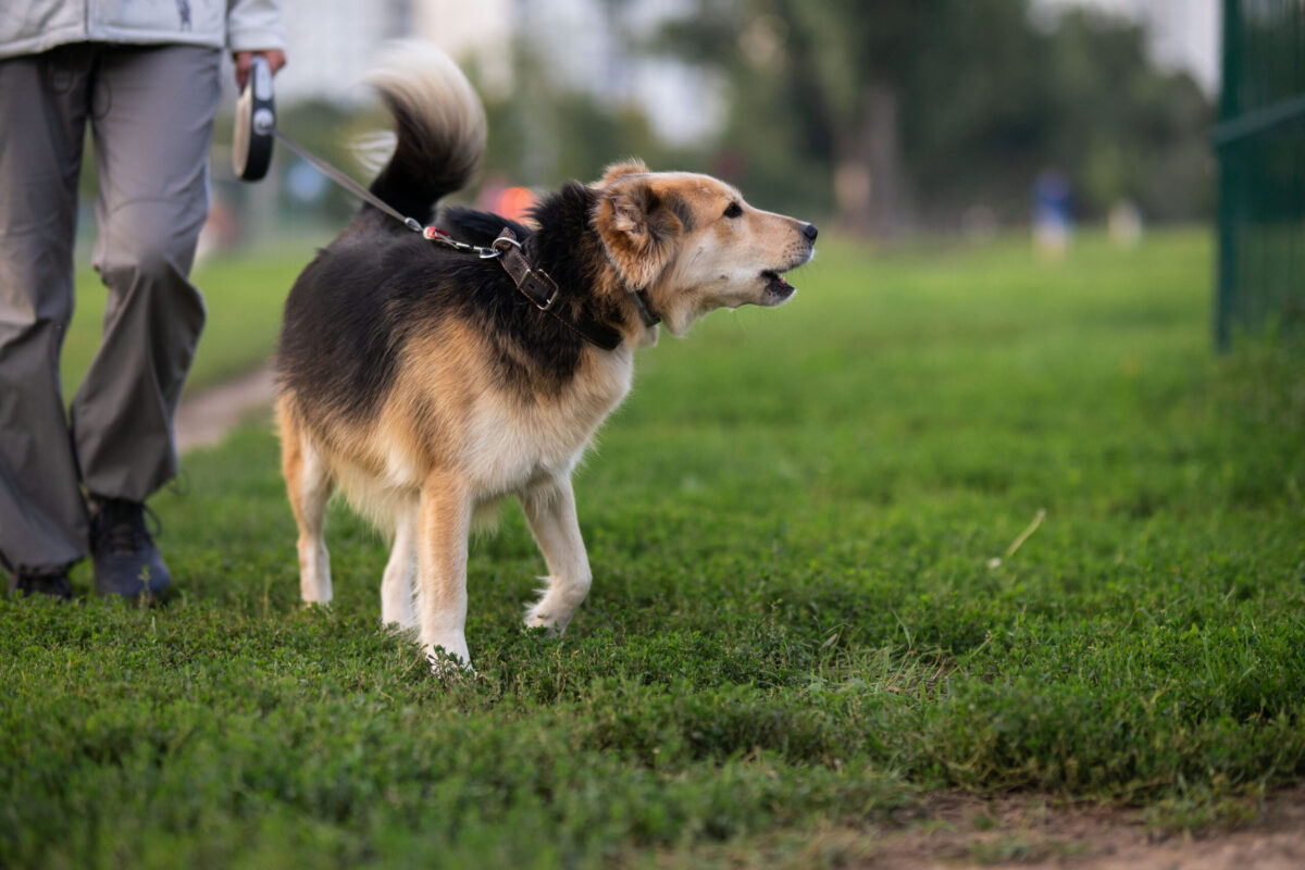 В Алтайском крае запретили спускать собак с поводка на улице