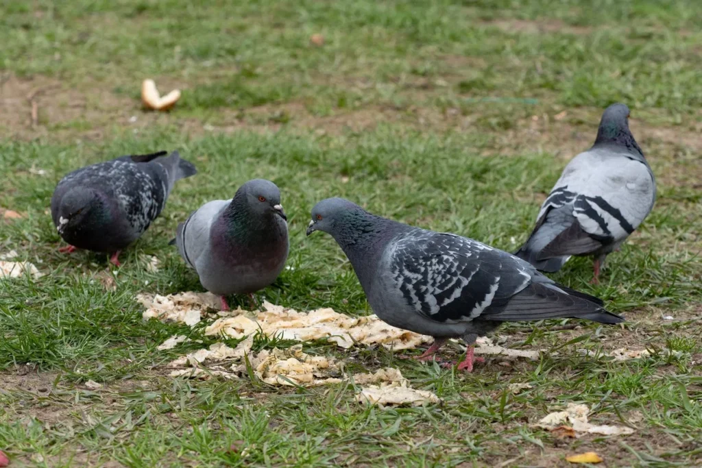 Почему лучше избегать городских голубей