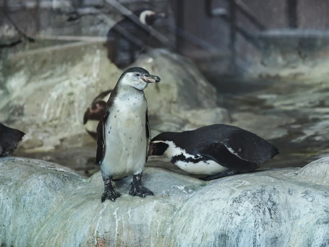 Пингвину из зоопарка Сан-Диего надели ортопедическую обувь