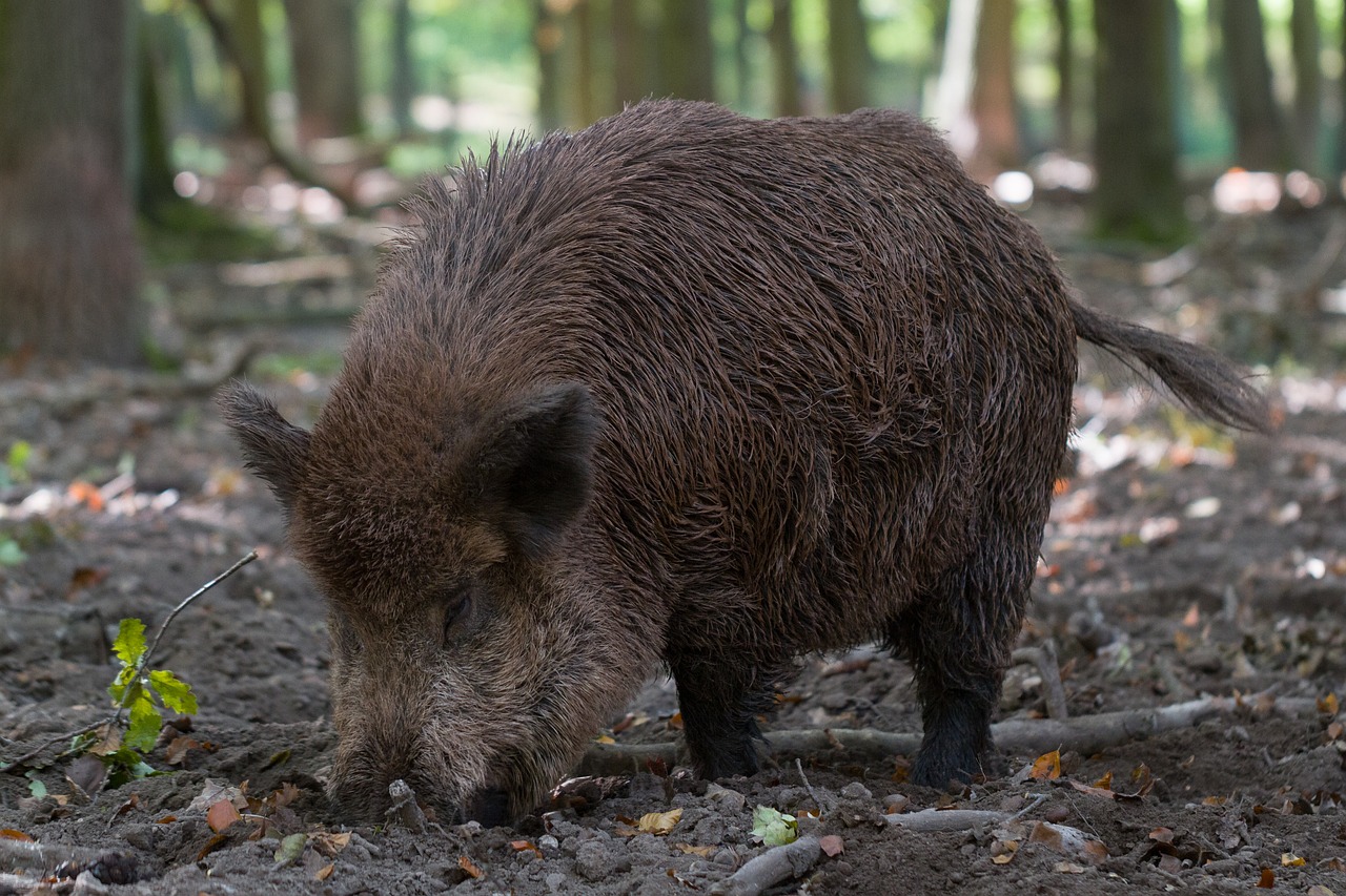 The Ministry of Natural Resources and Environment has developed a method  for estimation of wild boar population to fight ASF | Ветеринария и жизнь