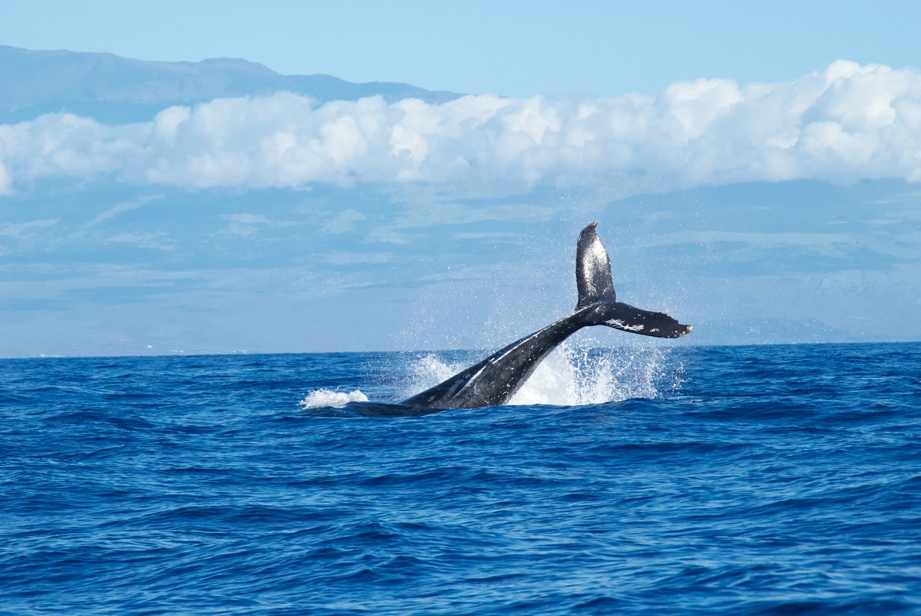 В Охотском море спасают запутавшегося в сетях гренландского кита
