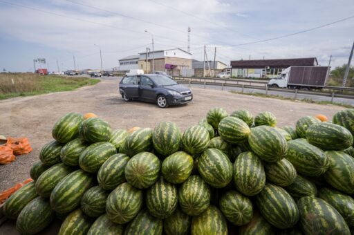 Эксперты госветслужбы проверяют арбузы на безопасность