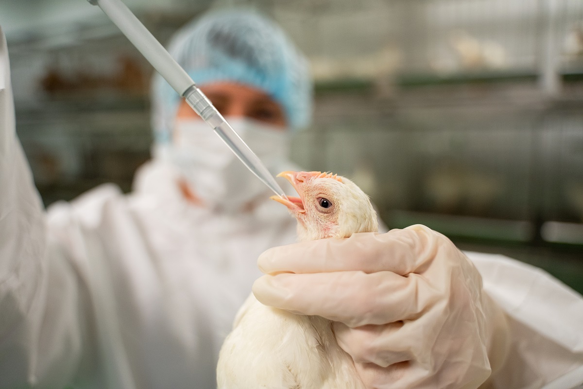 Высокопатогенный грипп птиц продолжает наносить урон мировому птицеводству