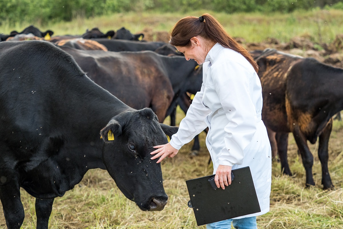 Исследование: тепловой стресс у стельных коров вредит здоровью телят