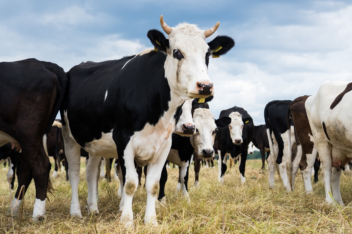 Россельхознадзор: идентификация позволит отслеживать здоровье животных и безопасность животноводческой продукции