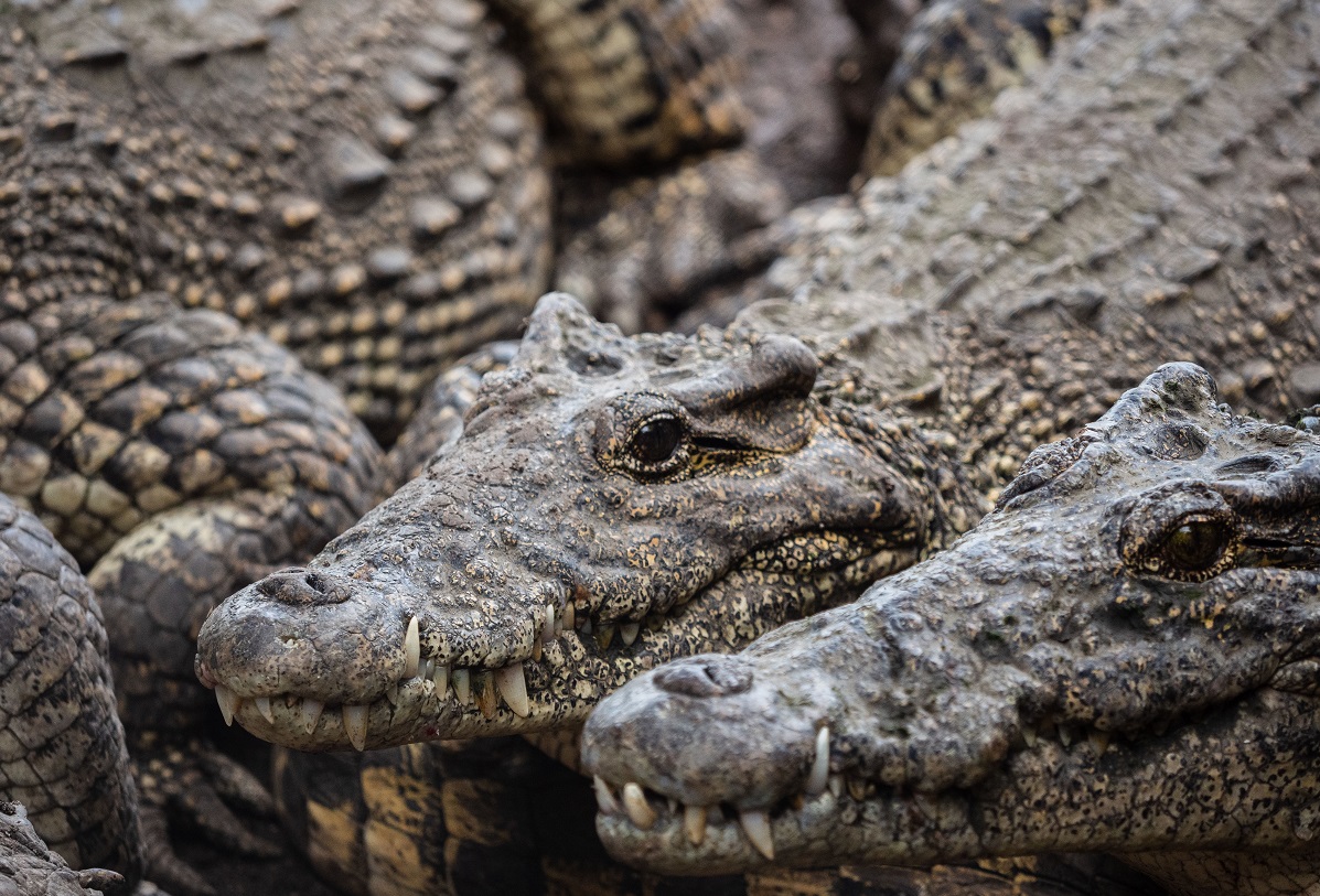 В Крыму владельца крокодилов наказали за тесные вольеры