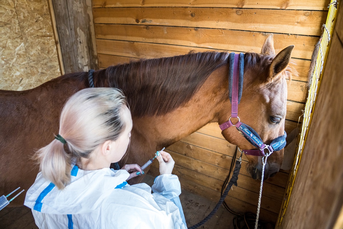 Минсельхоз изменил ветправила по борьбе с вирусным артериитом лошадей