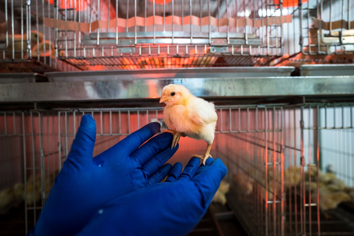 Hendrix Genetics тестирует новую технологию выбраковки суточных цыплят
