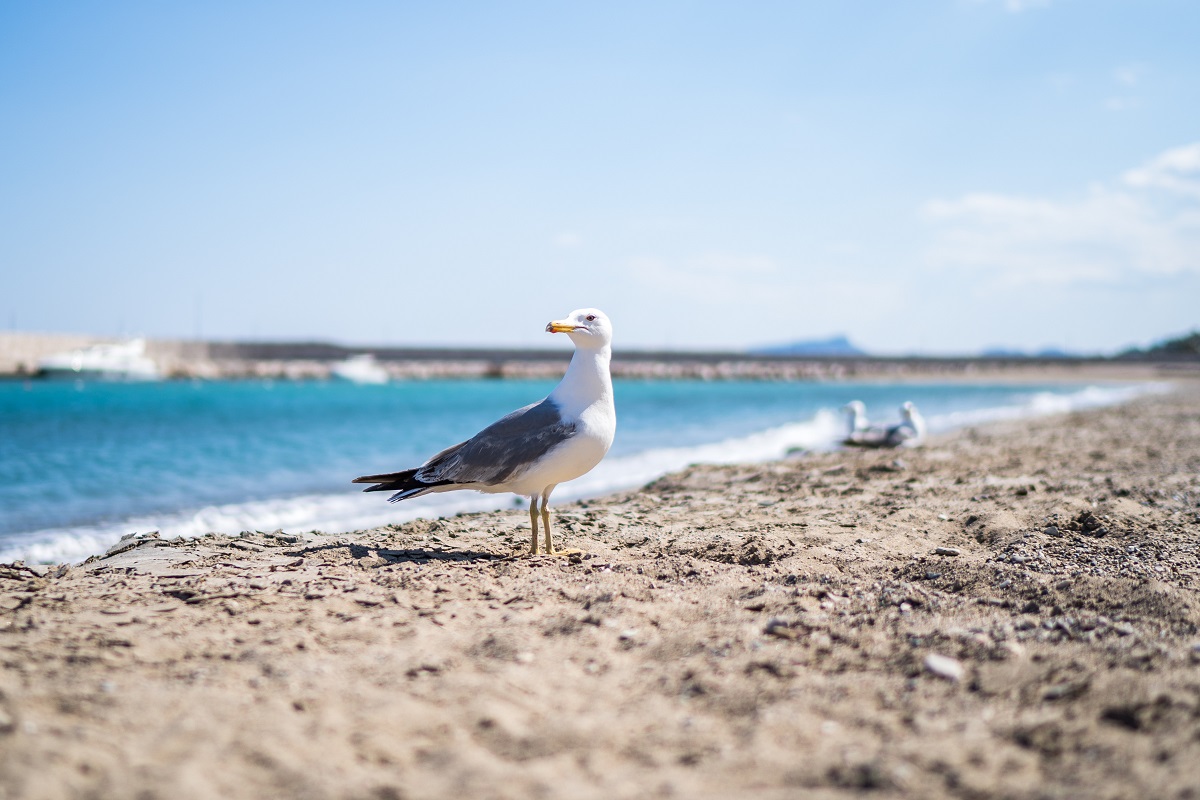 В Средиземном море массово гибнут животные и растения из-за жары