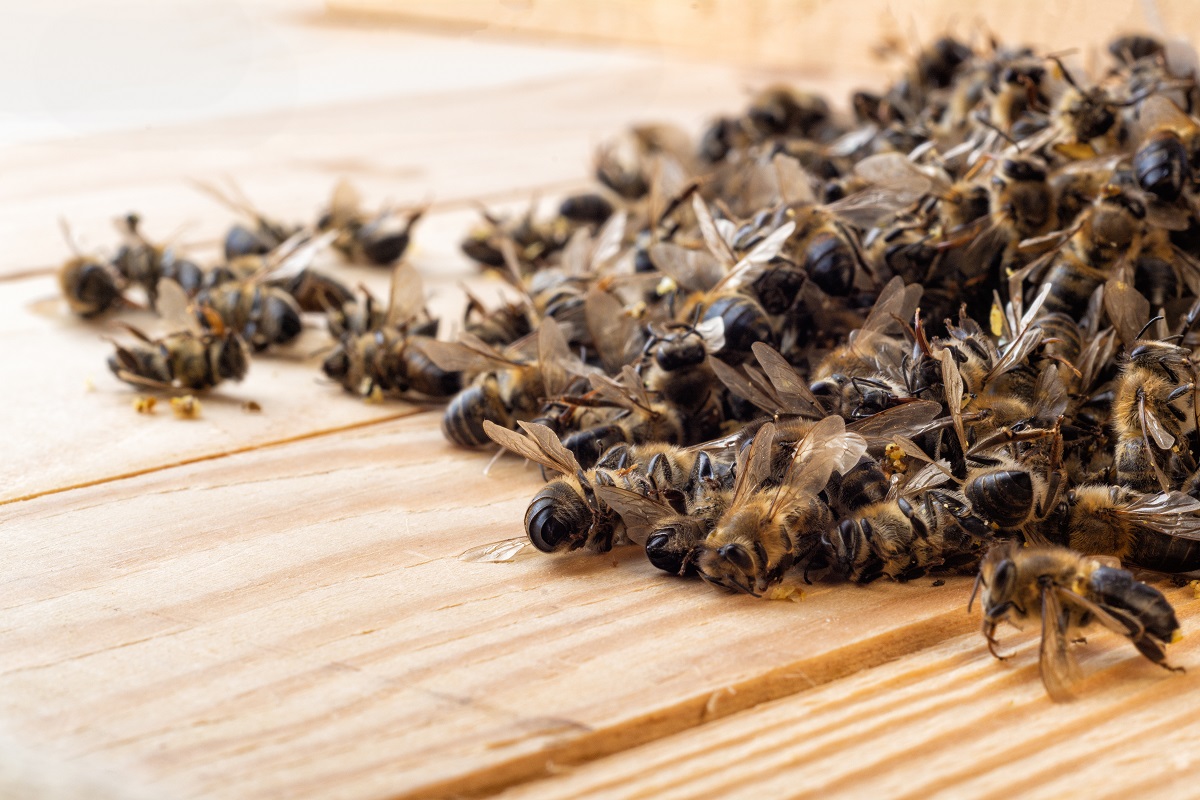 В России выявили вспышку нозематоза у пчел
