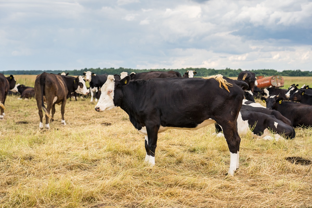 Dairy herd numbers in Russia declined to historical minimum