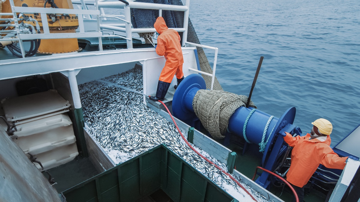 Российские рыбаки добыли уже порядка 1,8 млн тонн рыбы