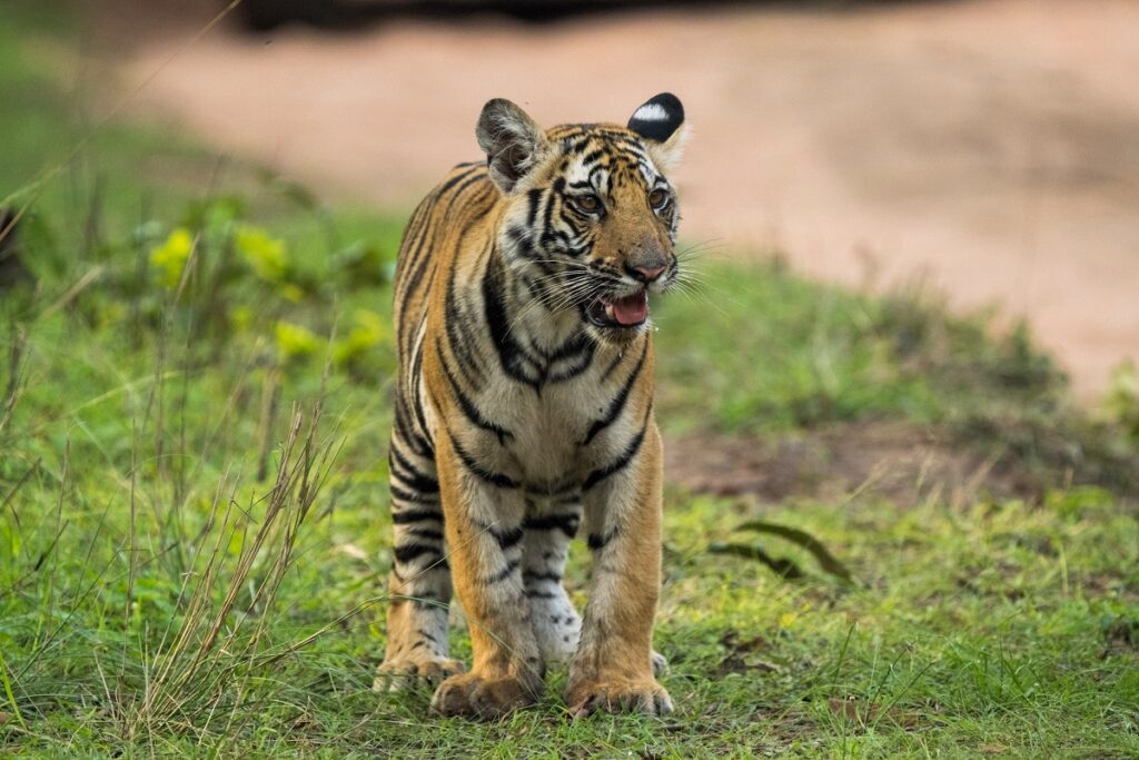 Глава Минприроды заявил об ответственности для фотографов с тигрятами
