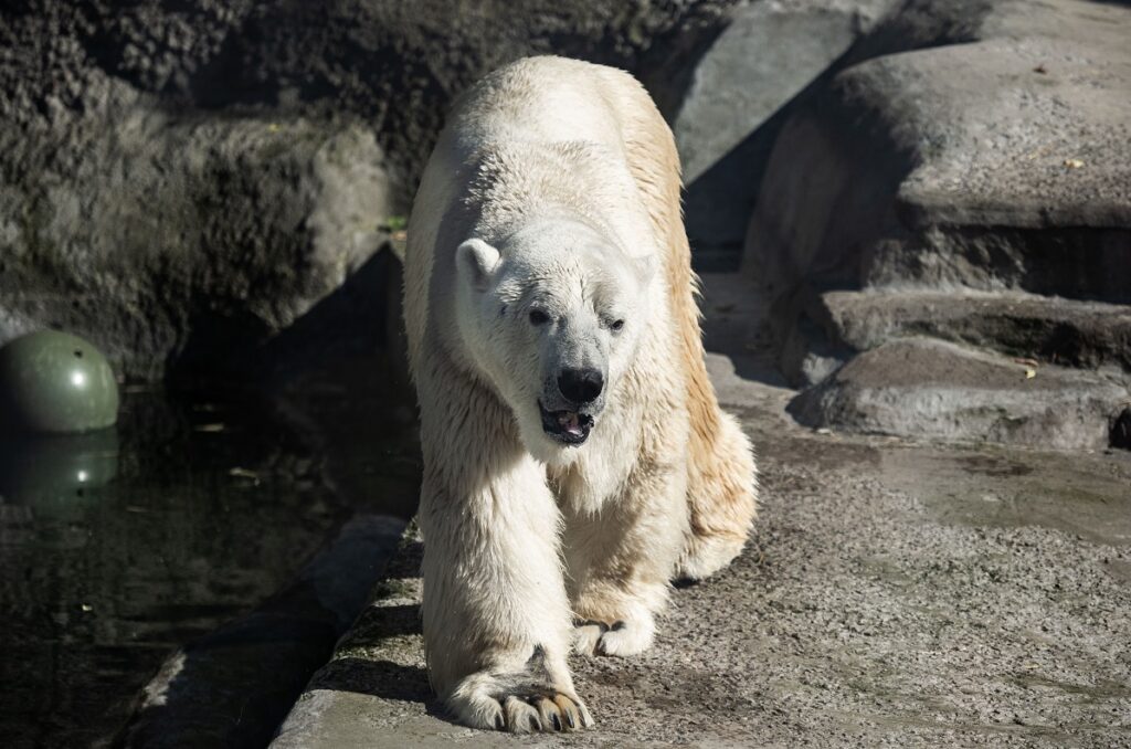 На Аляске белый медведь напал на мать с годовалым сыном