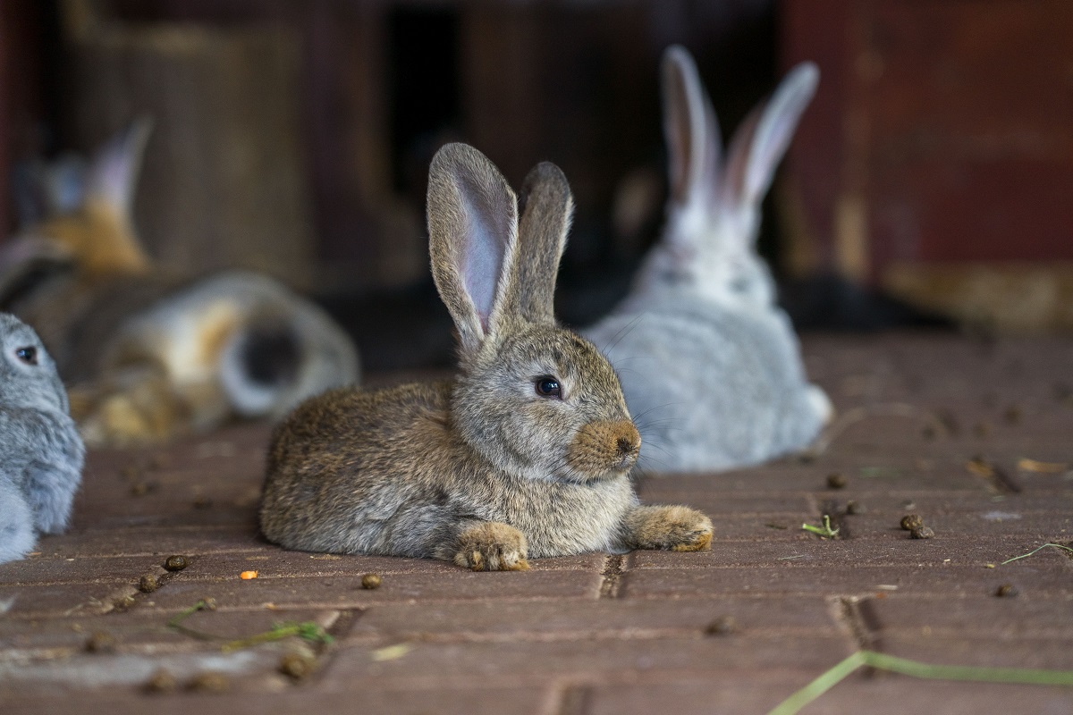 Исследование: иберийские зайцы болеют необычной формой миксоматоза