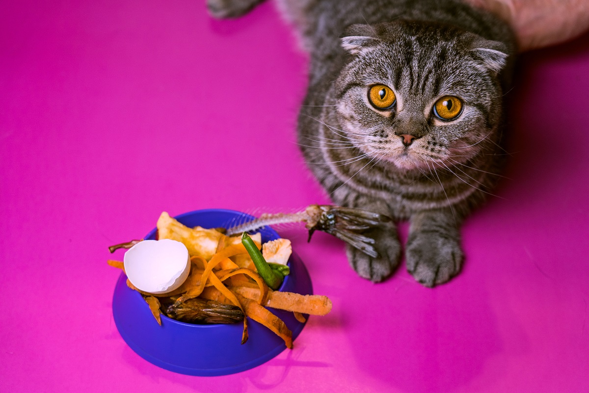 Не в кота корм: можно ли использовать пищевые отходы и просрочку при производстве кормов для животных