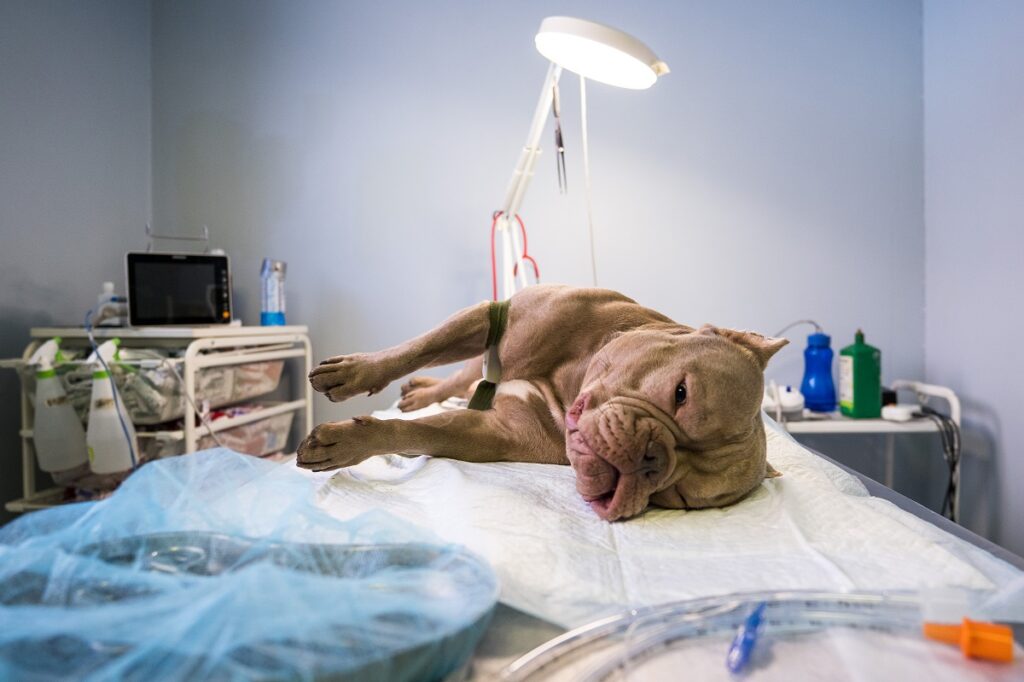 Ученые из Томска провели первую операцию по удалению на реакторе раковой опухоли у собаки