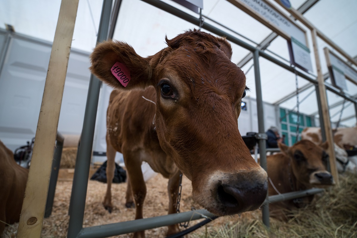 Российские ученые научили нейросеть оценивать будущий вес коров |  Ветеринария и жизнь