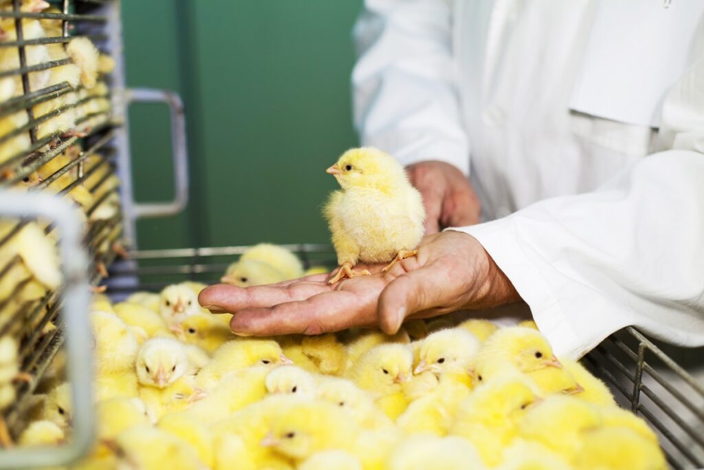 От правительства Великобритании требуют запретить выбраковку цыплят-самцов