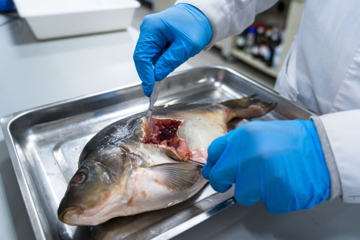 Ученые подтвердили необходимость пересмотреть нормативы по мышьяку в рыбе