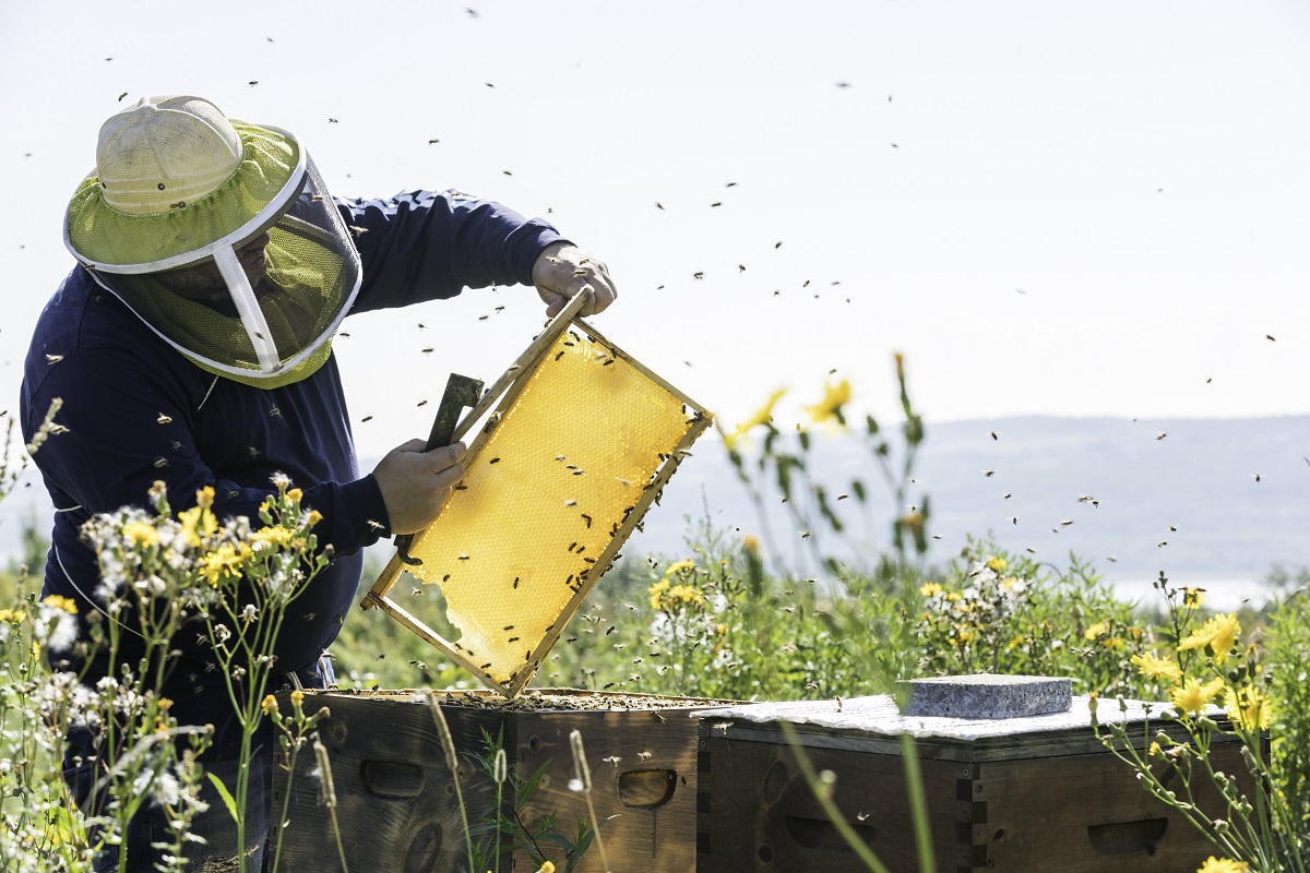 Президент одобрил поправки в закон о пчеловодстве