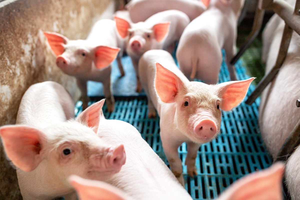 The Ministry of Agriculture banned feeding food waste to pigs