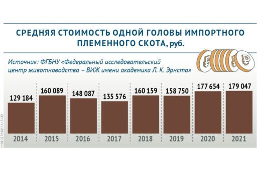 Динамика изменения цены на импортный племенной скот