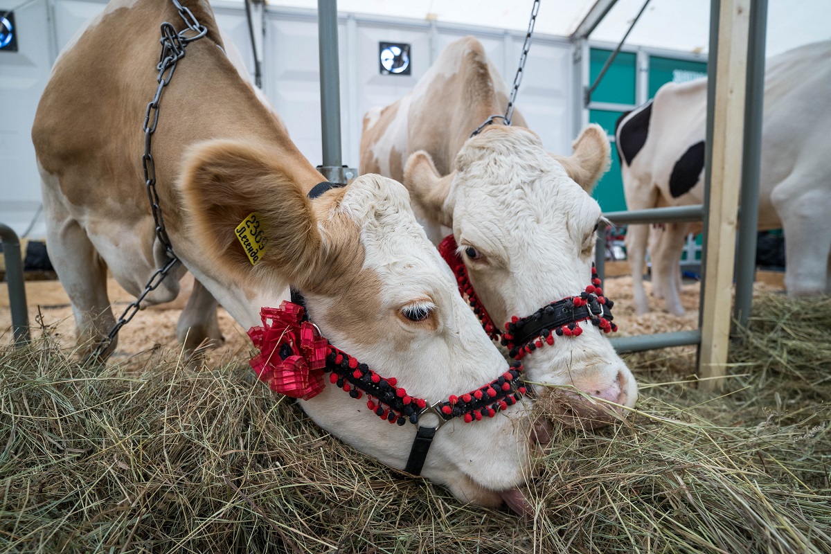 Ученые рекомендуют аминокислотные добавки для коров на низкобелковом рационе