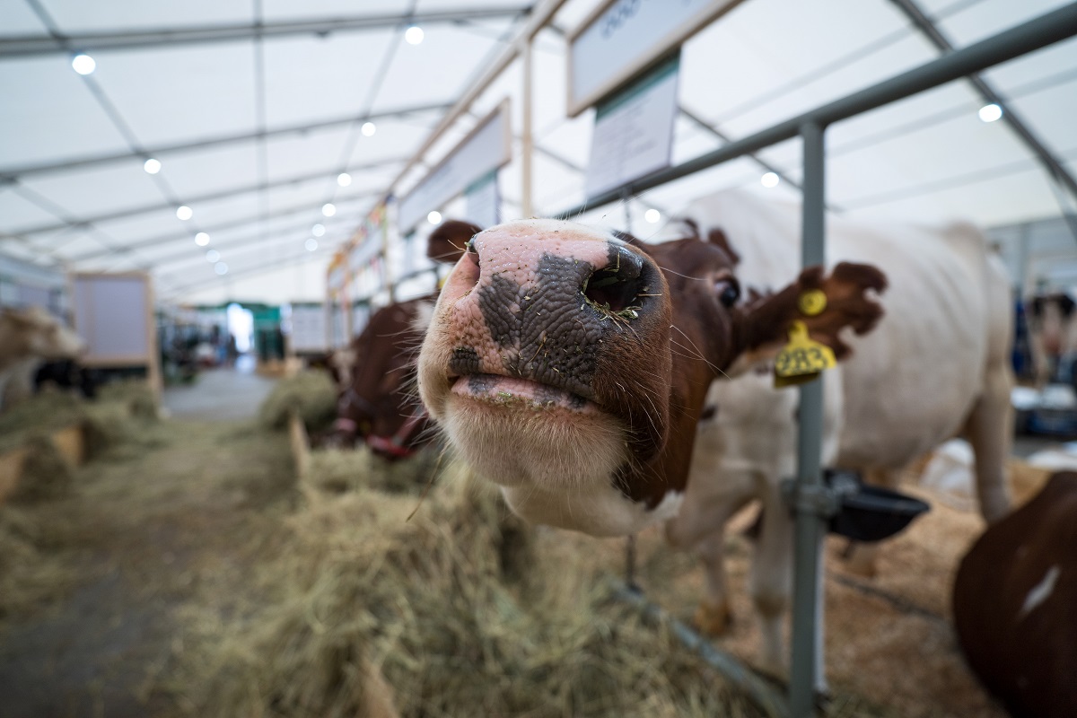 В российском молочном животноводстве в 2023 году создадут 60 тыс. новых скотомест