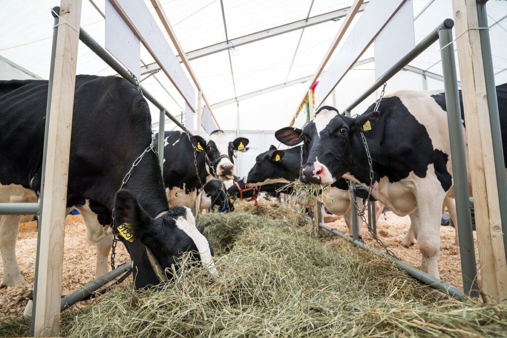 В Германии исследуют влияние добавок для снижения выброса метана на коров