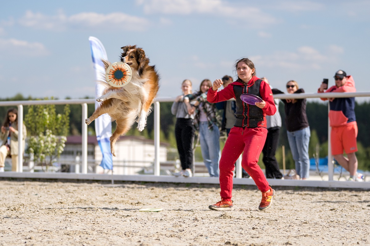 Российская кинологическая федерация проведет выставку собак «Россия» в конце ноября