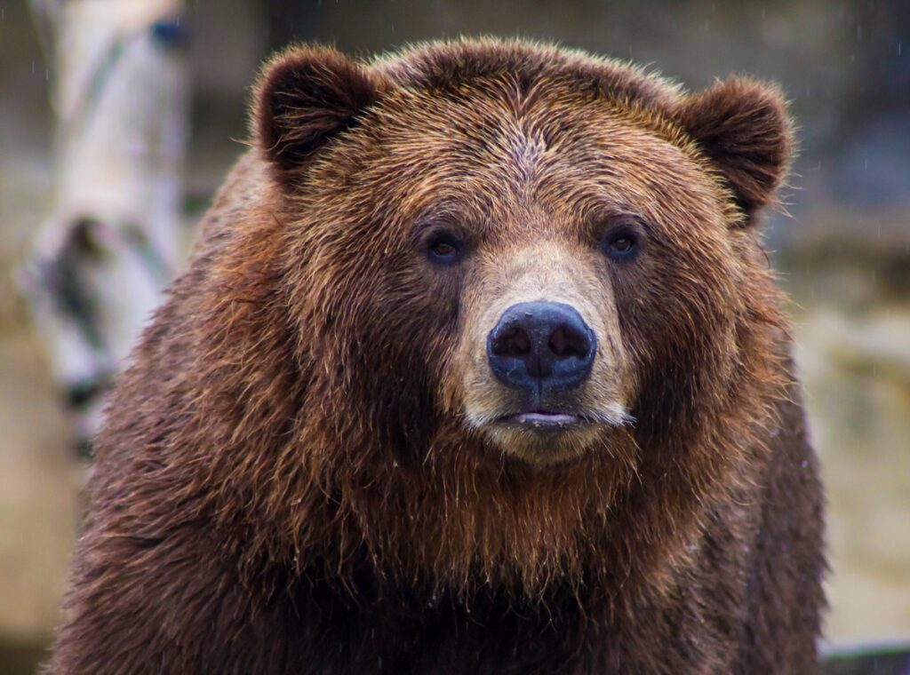Ученые назвали причину повышенной смертности медведей на Камчатке