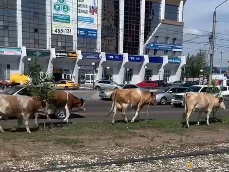 В Улан-Удэ сделают «штрафстоянку» для безнадзорных коров