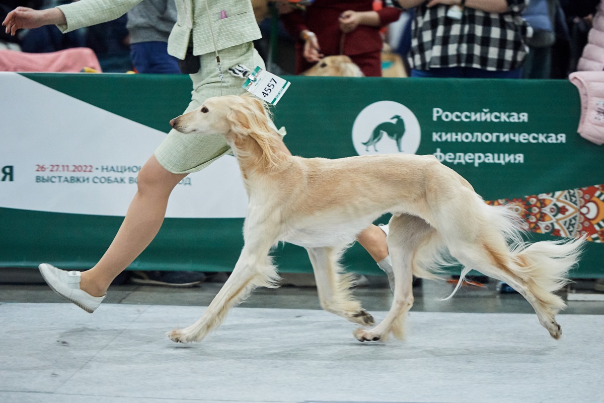 Стали известны победители выставки собак всех пород «Россия-2022»
